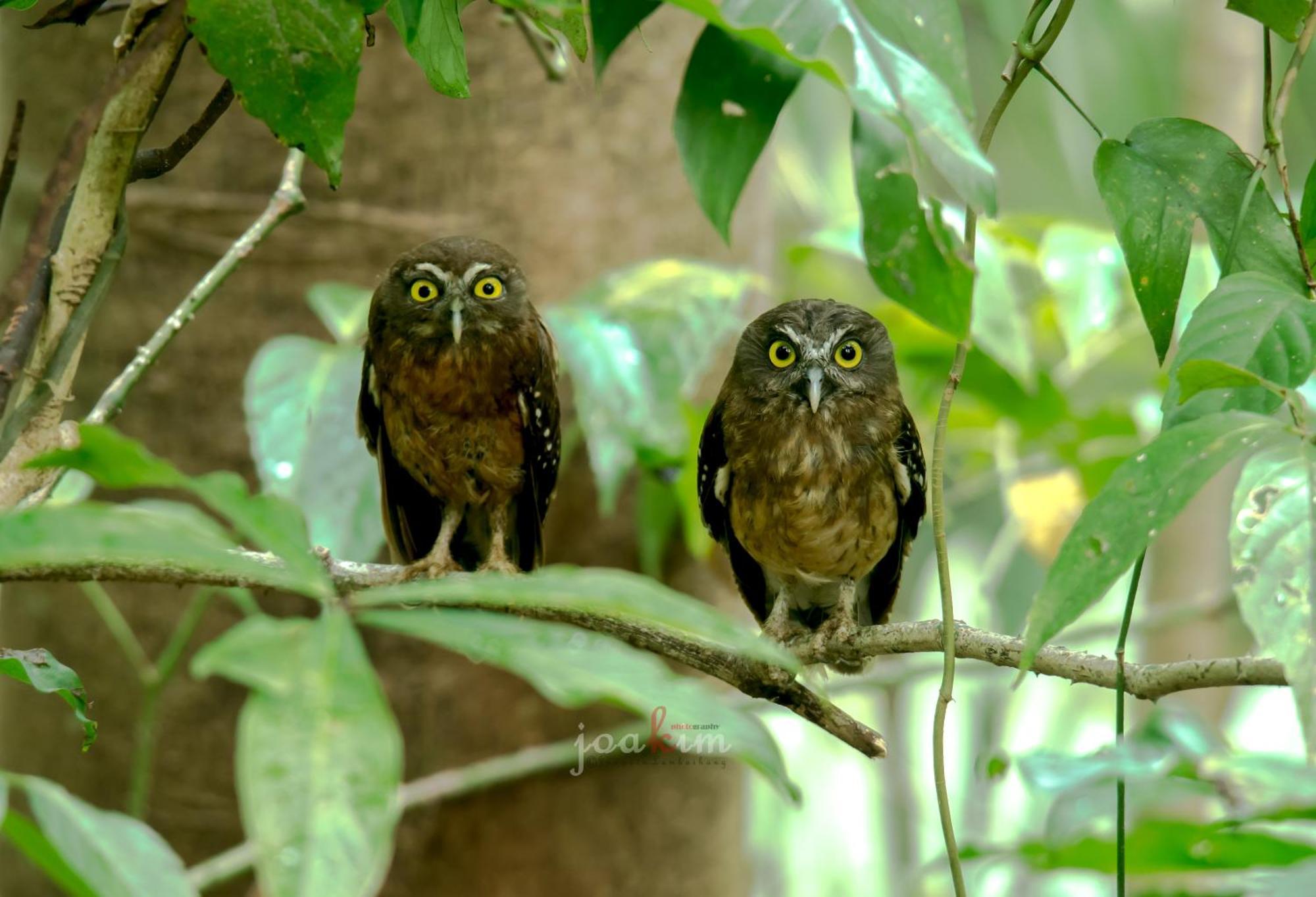 Tangkoko Backpacker Home Stay Rinondoran Εξωτερικό φωτογραφία