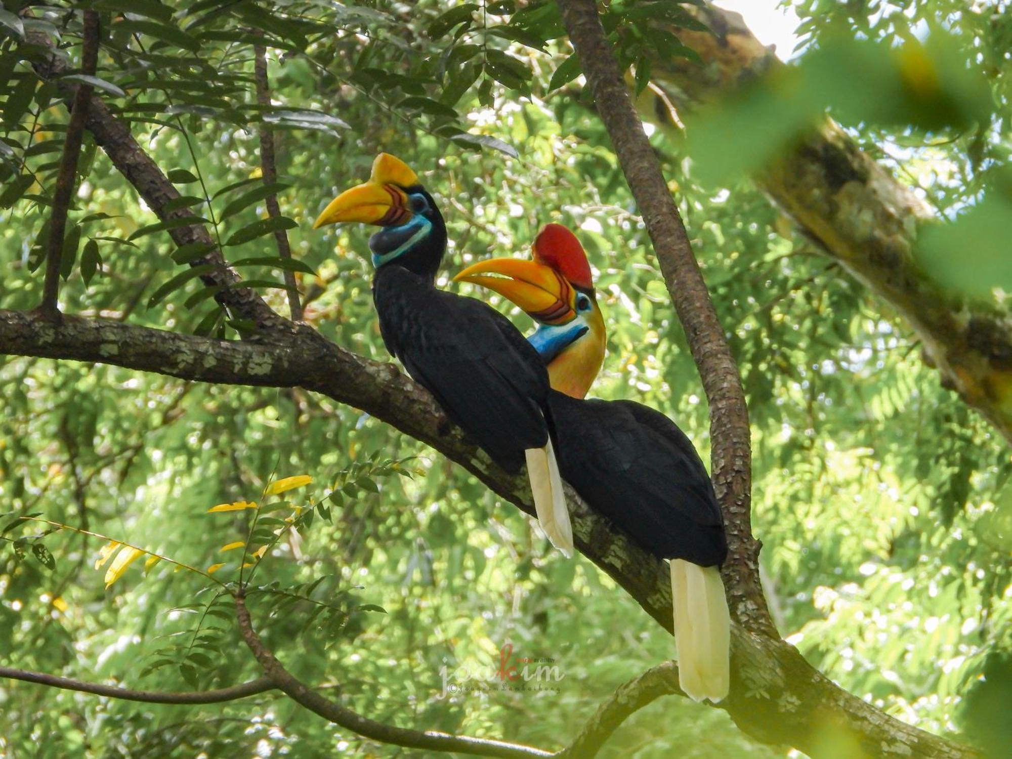 Tangkoko Backpacker Home Stay Rinondoran Εξωτερικό φωτογραφία